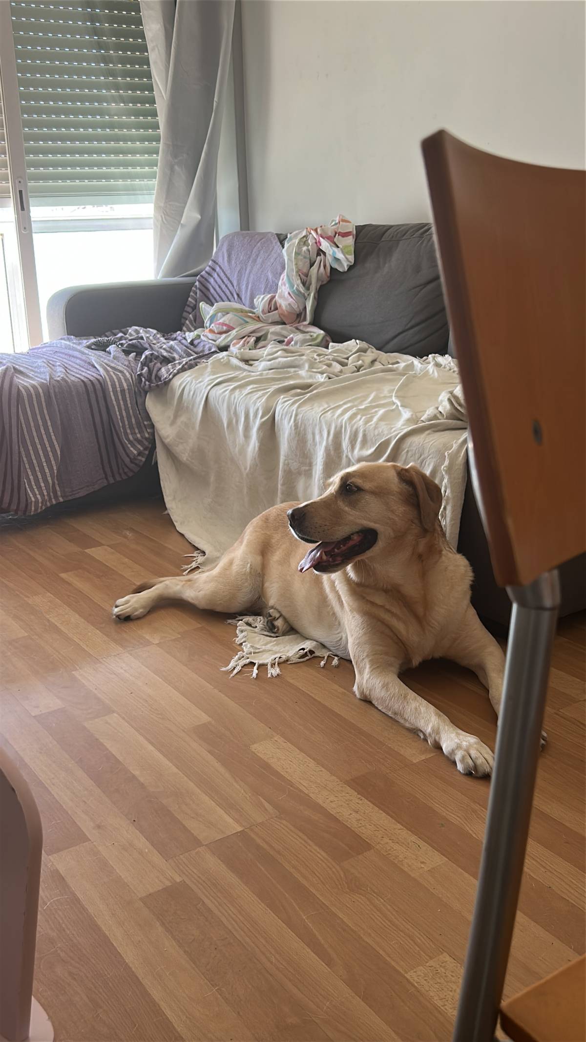 Lara Silva - Almada - Pet Sitting e Pet Walking