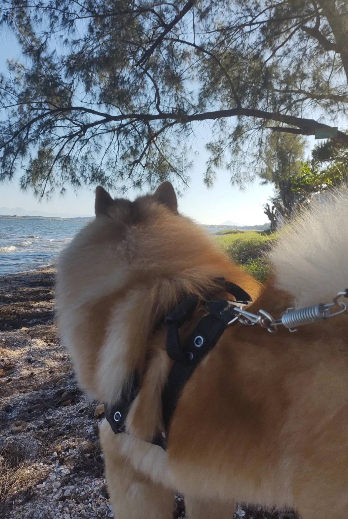 Karol - Porto - Dog Sitting
