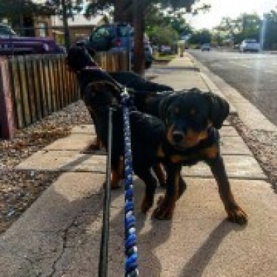 Isabelle Almeida - Montijo - Dog Walking