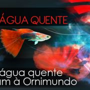 Nuno Mieiro - Aveiro - Search Engine Marketing