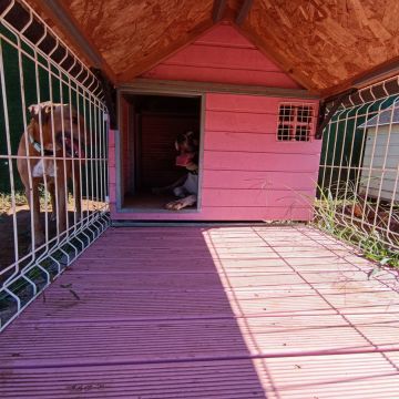 Lolitas Pet Hotel e Spa - Ovar - Dog Daycare