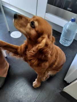 Hundepension - Haustierbetreuung und Tierpension