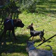 PositiveDog&Terapy Academia Canina - Azambuja - Pet Sitting