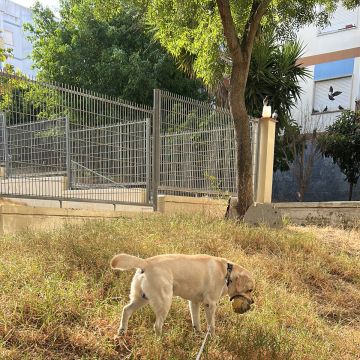 Lara Silva - Almada - Dog Sitting