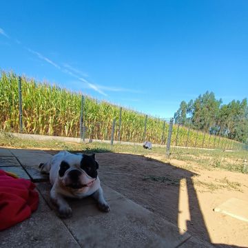 Lolitas Pet Hotel e Spa - Ovar - Dog Hotel