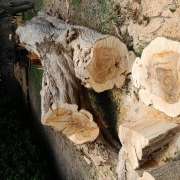 David Rodrigues Dias - Valongo - Tree Stump Grinding and Removal