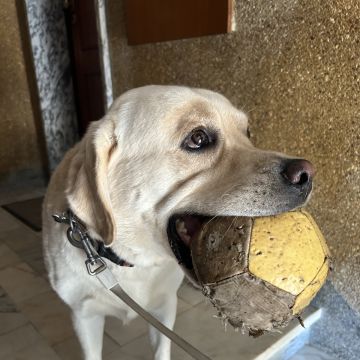 Lara Silva - Almada - Pet Sitting