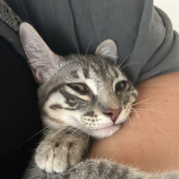 Lara Silva - Almada - Cat Sitting