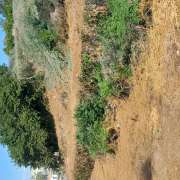 David Rodrigues Dias - Valongo - Shrub Removal
