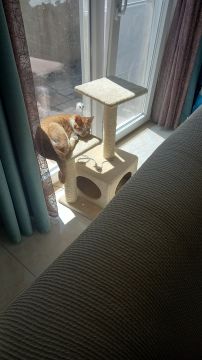 Hotel para Gatos