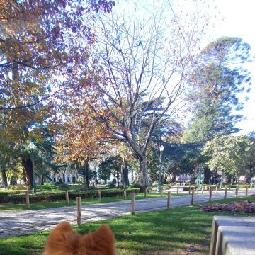 Karol - Porto - Pet Sitting