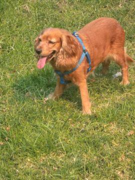 Hundepension