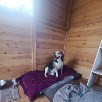 Lolitas Pet Hotel e Spa - Ovar - Pet Care and Grooming