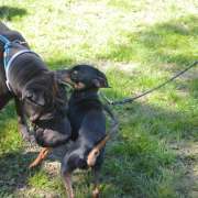 PositiveDog&Terapy Academia Canina - Azambuja - Cuidados para Animais de Estimação