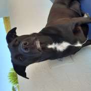 Ricardo Jorge - Sesimbra - Dog Walking