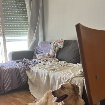 Lara Silva - Almada - Pet Sitting e Pet Walking