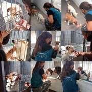 PositiveDog&Terapy Academia Canina - Azambuja - Hotel e Creche para Animais