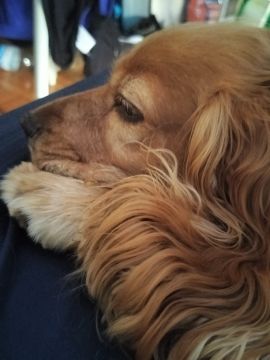 Hundepension
