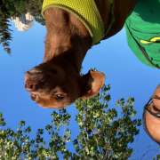 Carlos Axel - Amadora - Pet Sitting and Walking