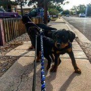 Isabelle Almeida - Montijo - Dog Walking
