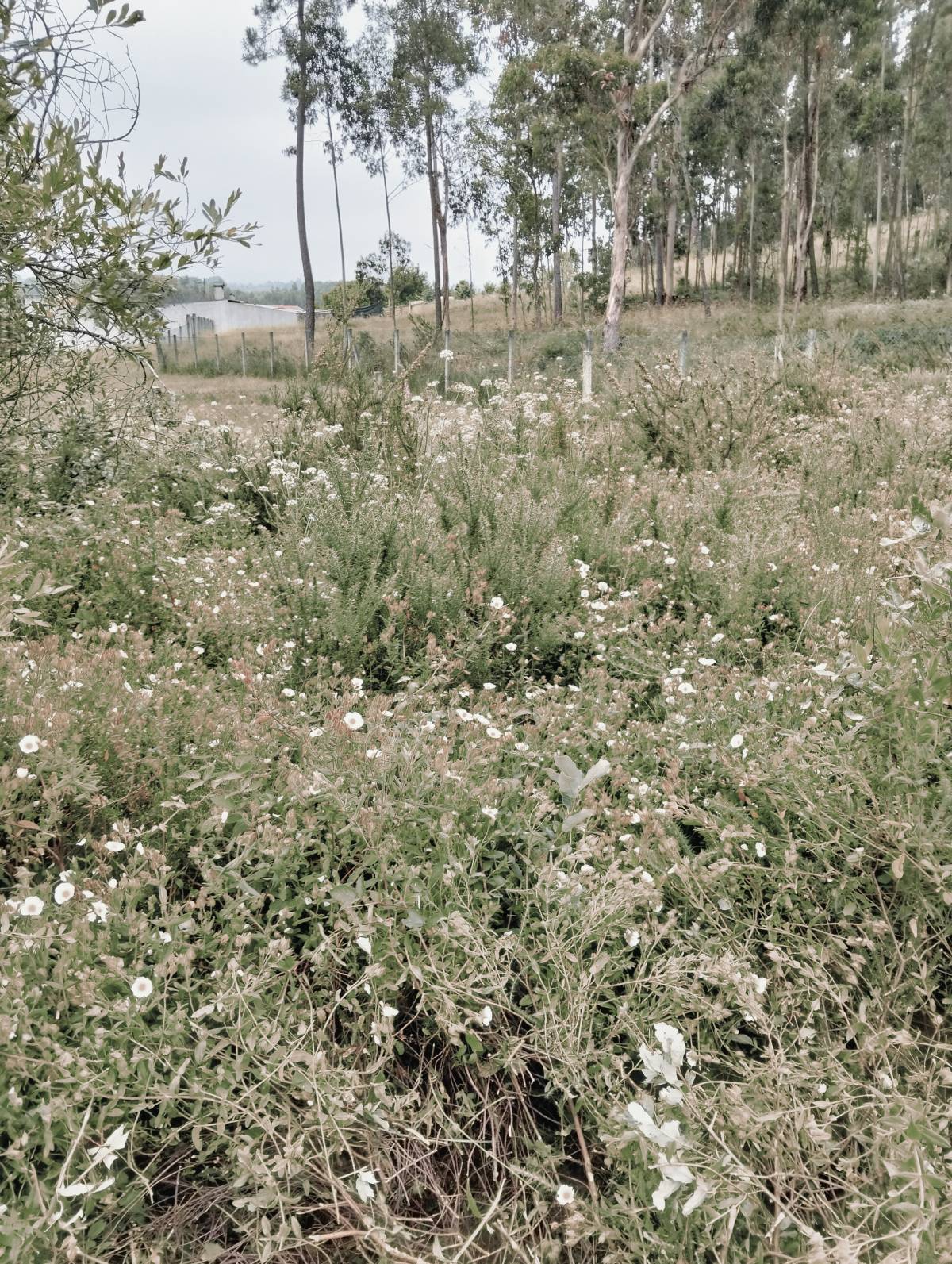 Tiago Monteiro - Ílhavo - Plantación de árboles