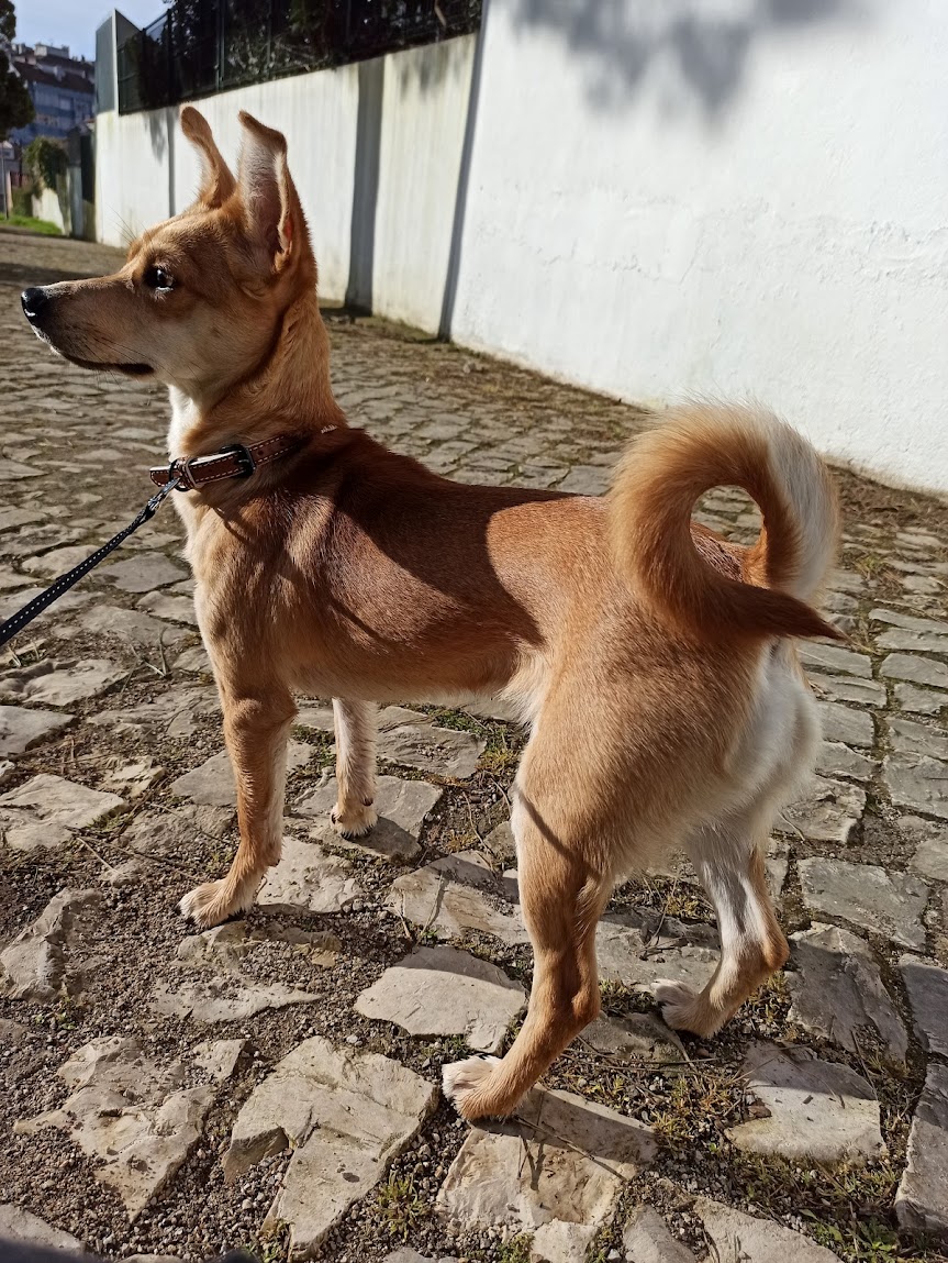 Patinhas da Tia - Sintra - Cuidar tus perros