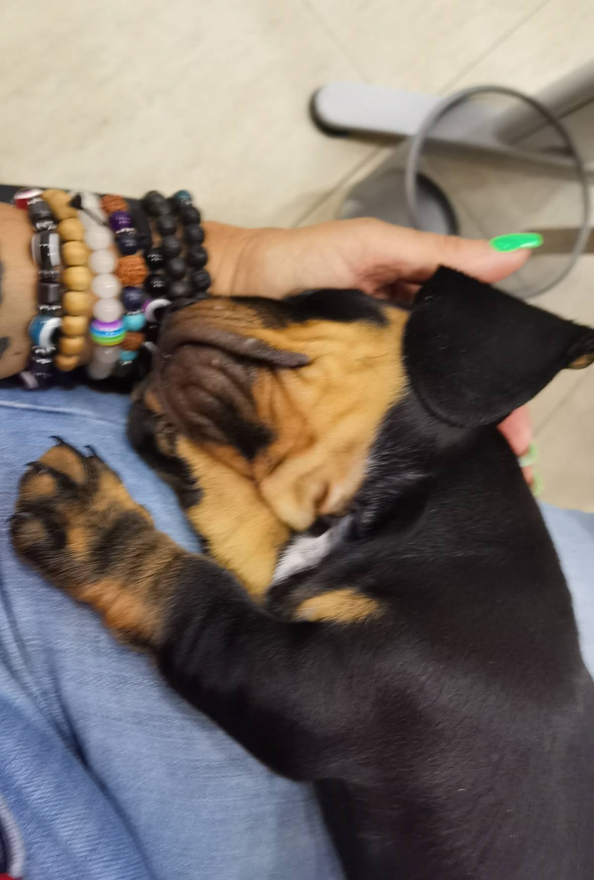 SBC PET - Seixal - Paseador de perros