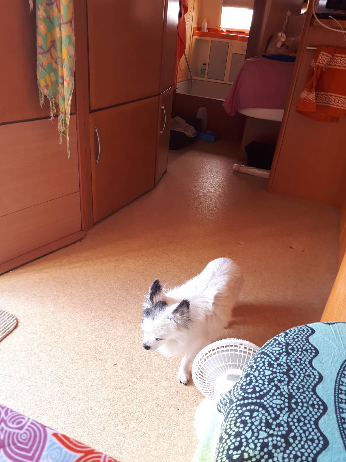 SBC PET - Seixal - Cuidados y paseos de mascotas