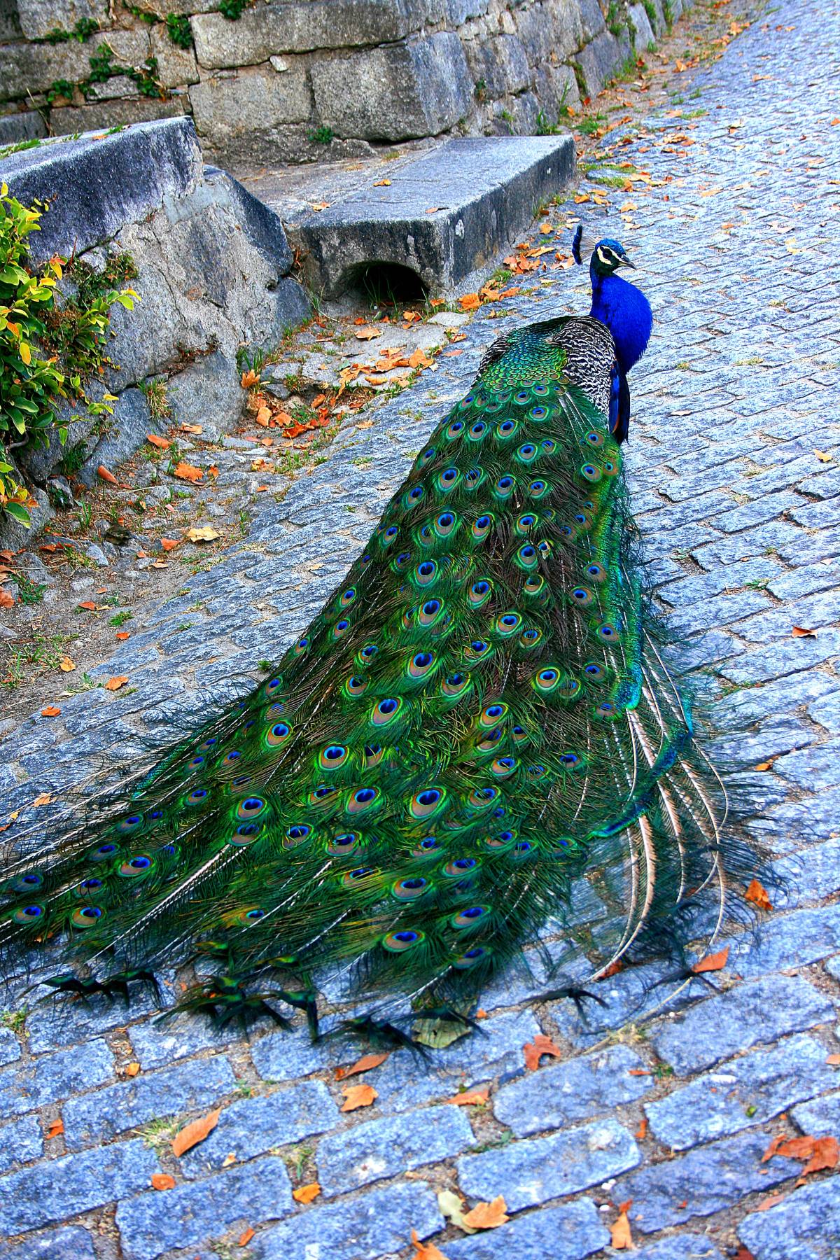 Rafaela Santos - Porto - Fotografia de Casamentos