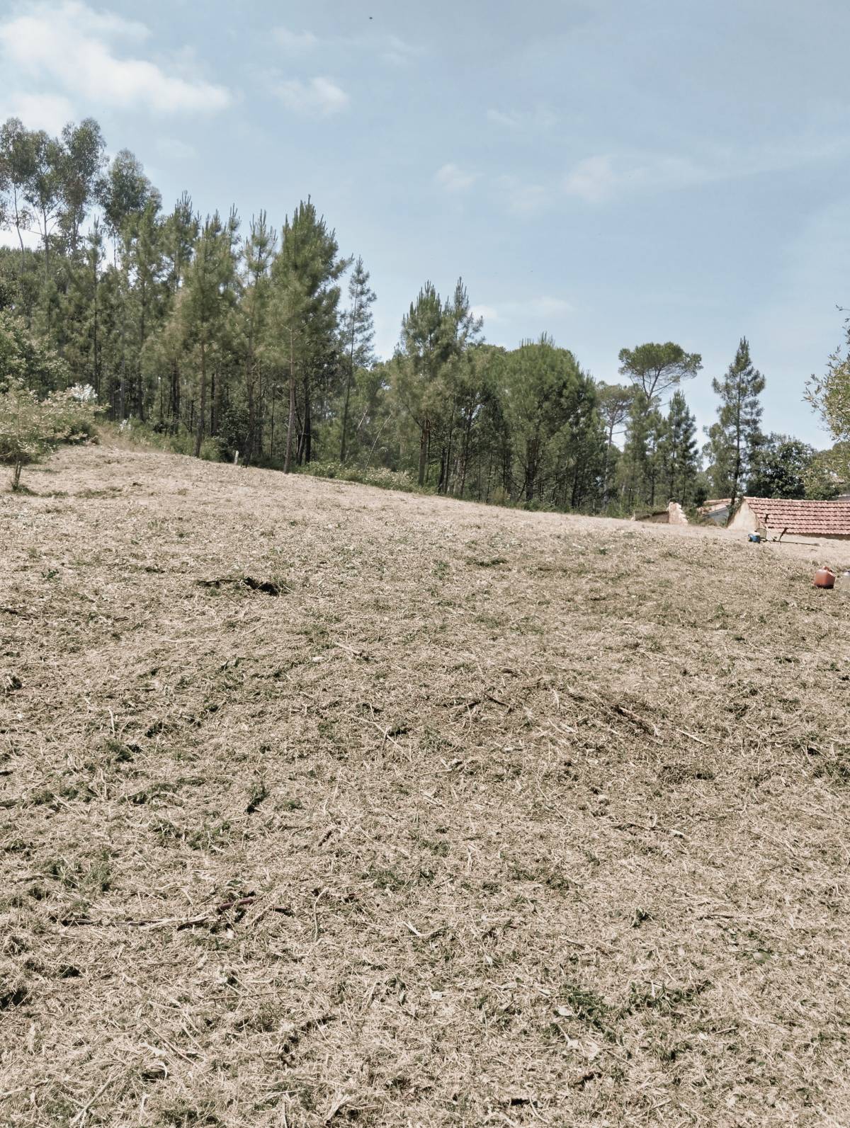Tiago Monteiro - Ílhavo - Instalación de césped