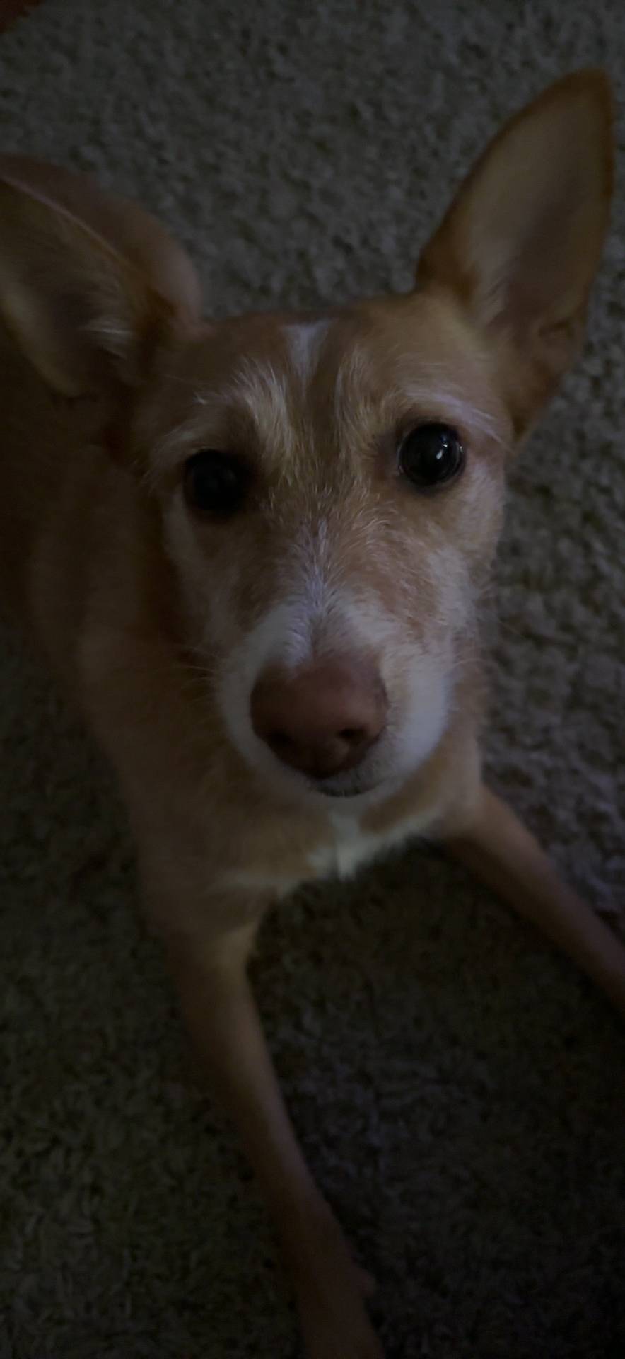 Júlia Magalhães - Vila Nova de Gaia - Dog Sitting