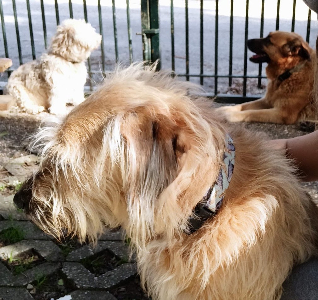 Patinhas da Tia - Sintra - Cuidado y peluquería para mascotas
