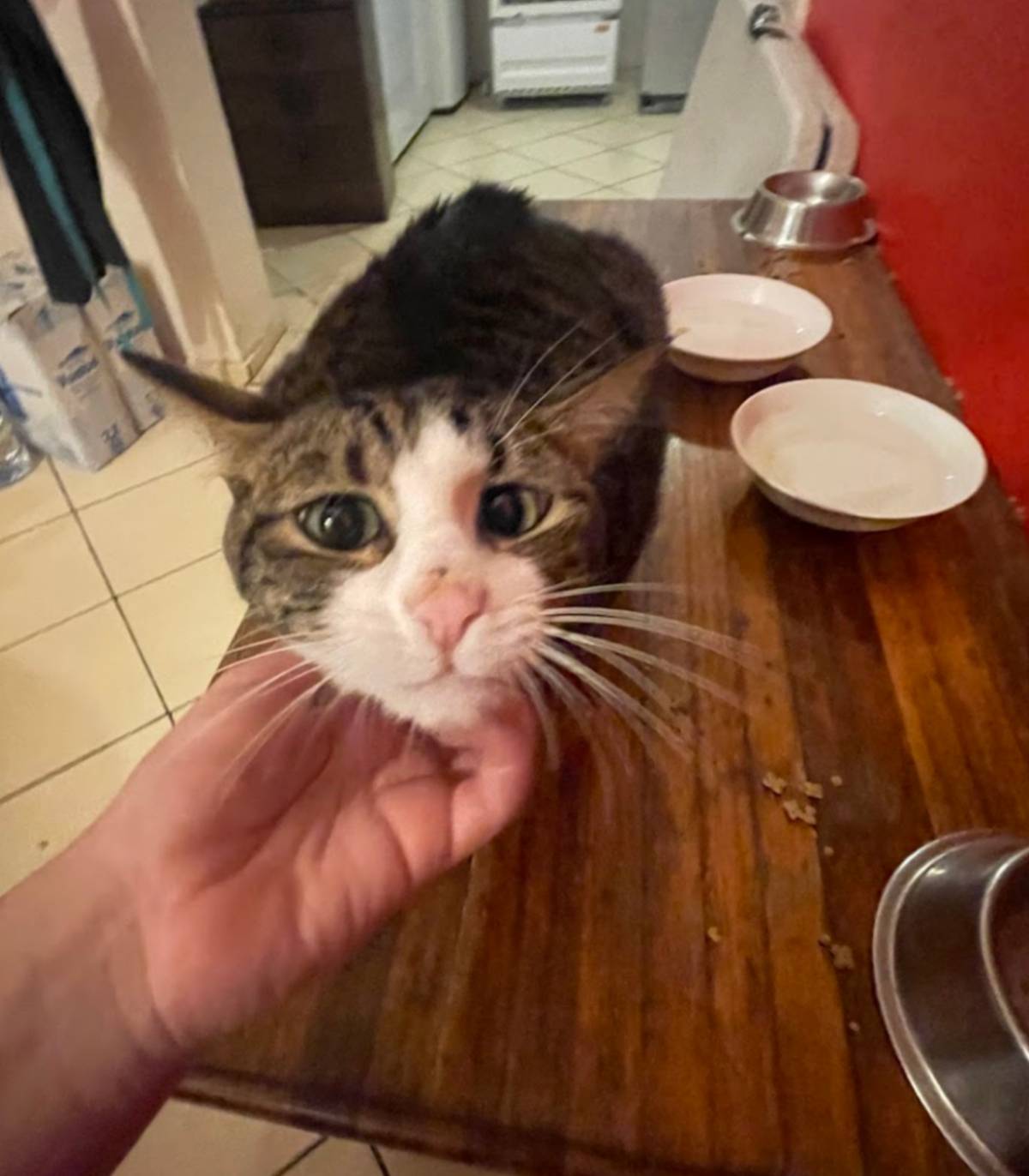 Yara Melo - Matosinhos - Katzensitter