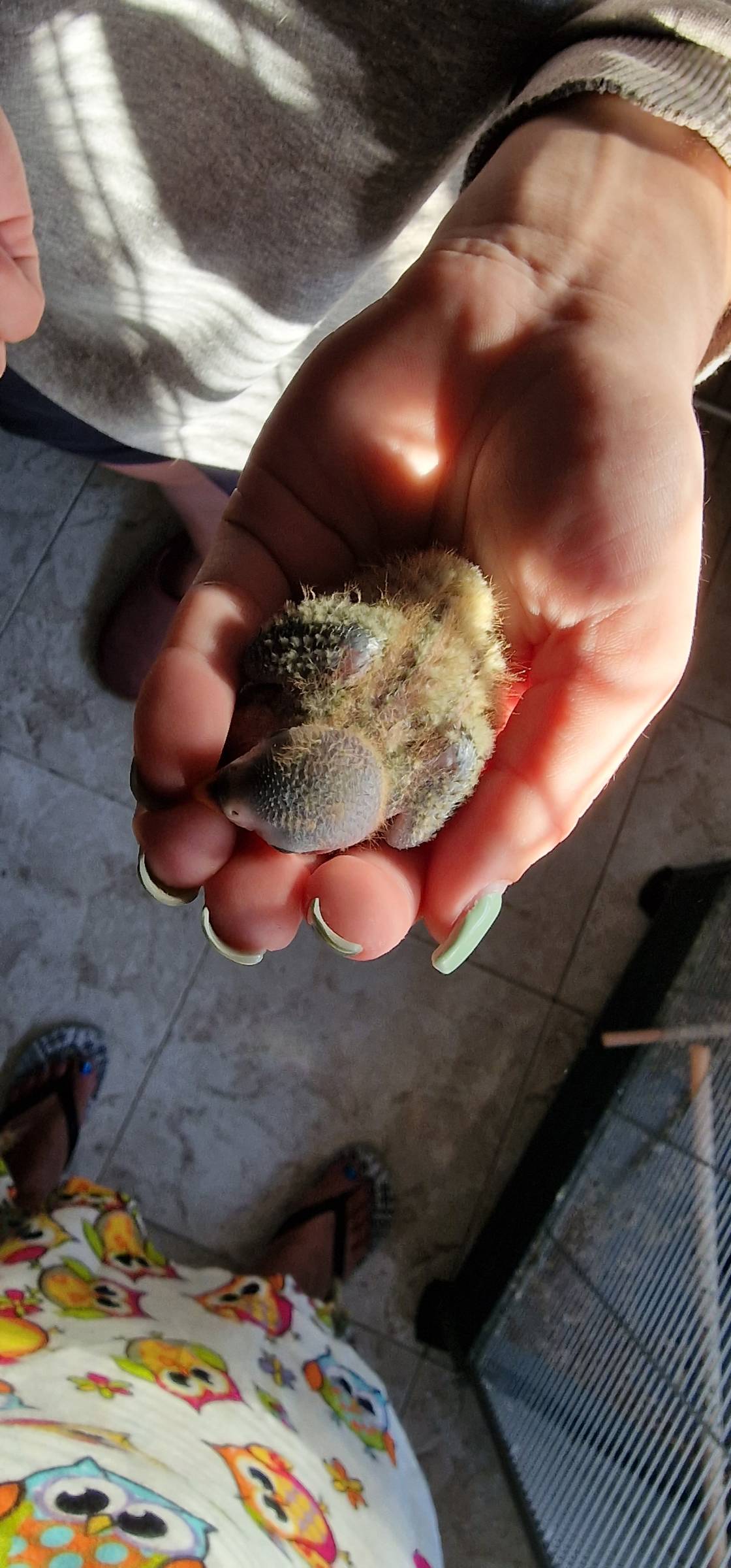 SBC PET - Seixal - Cuidar tus mascotas