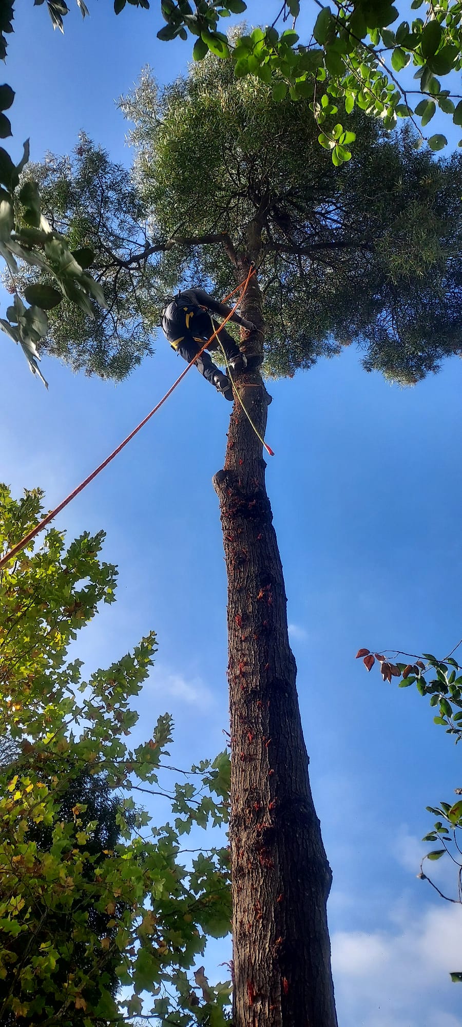 BEIRA GREEN SOLUCTIONS - Nelas - Kunstrasen verlegen