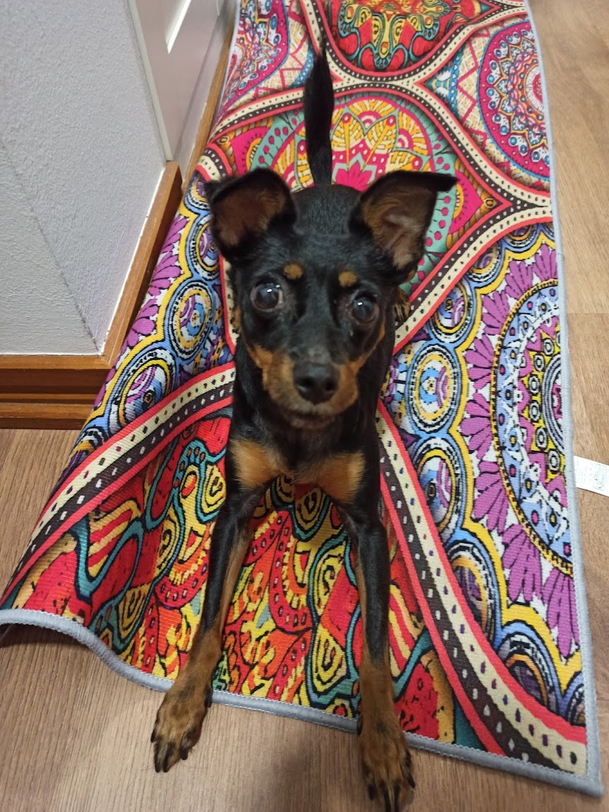 Patinhas da Tia - Sintra - Cuidado y peluquería para mascotas