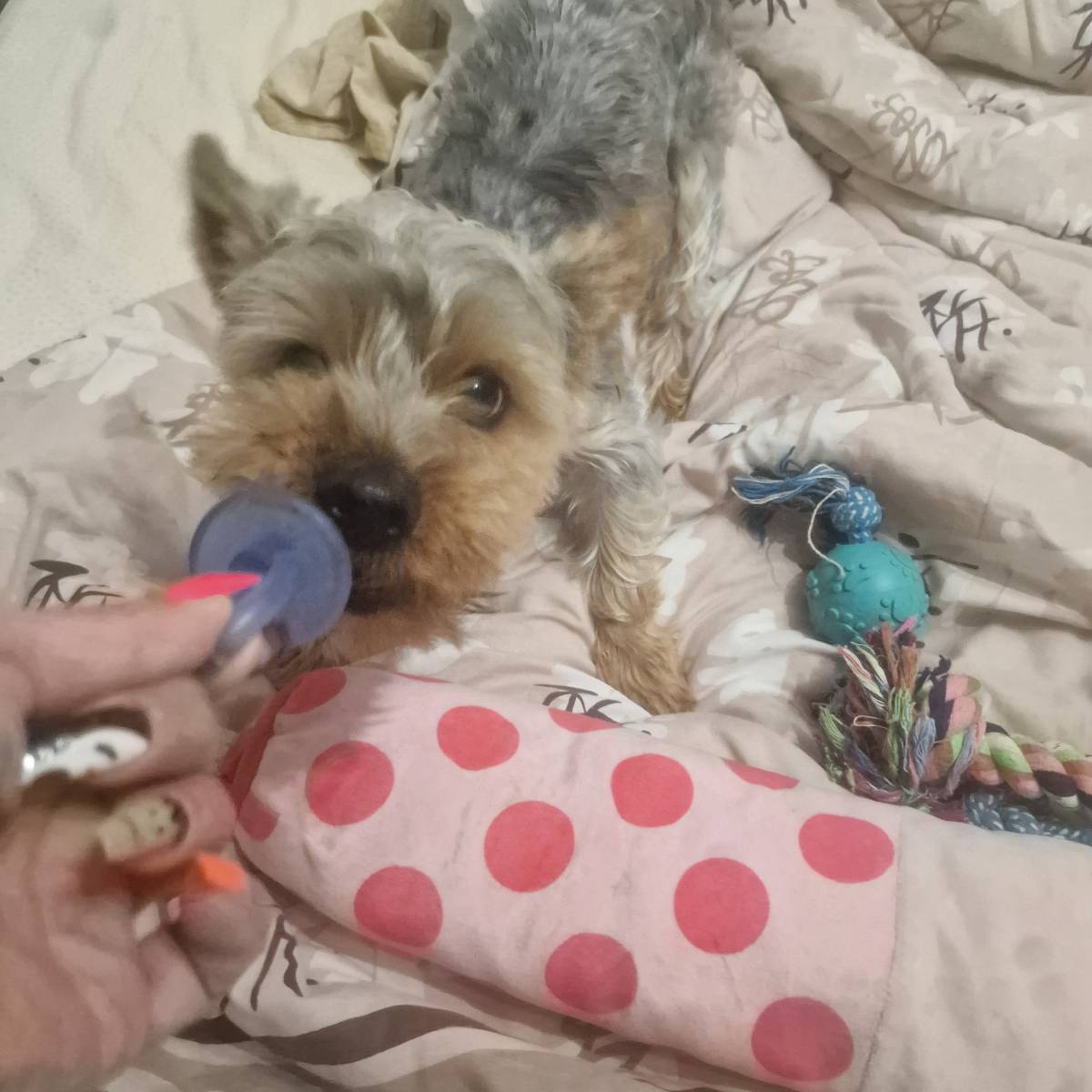 SBC PET - Seixal - Paseador de perros