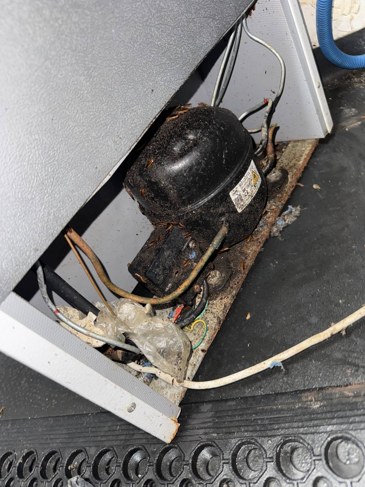 VRCleaning controlo de pragas. - Loures - Désinsectisation et dératisation
