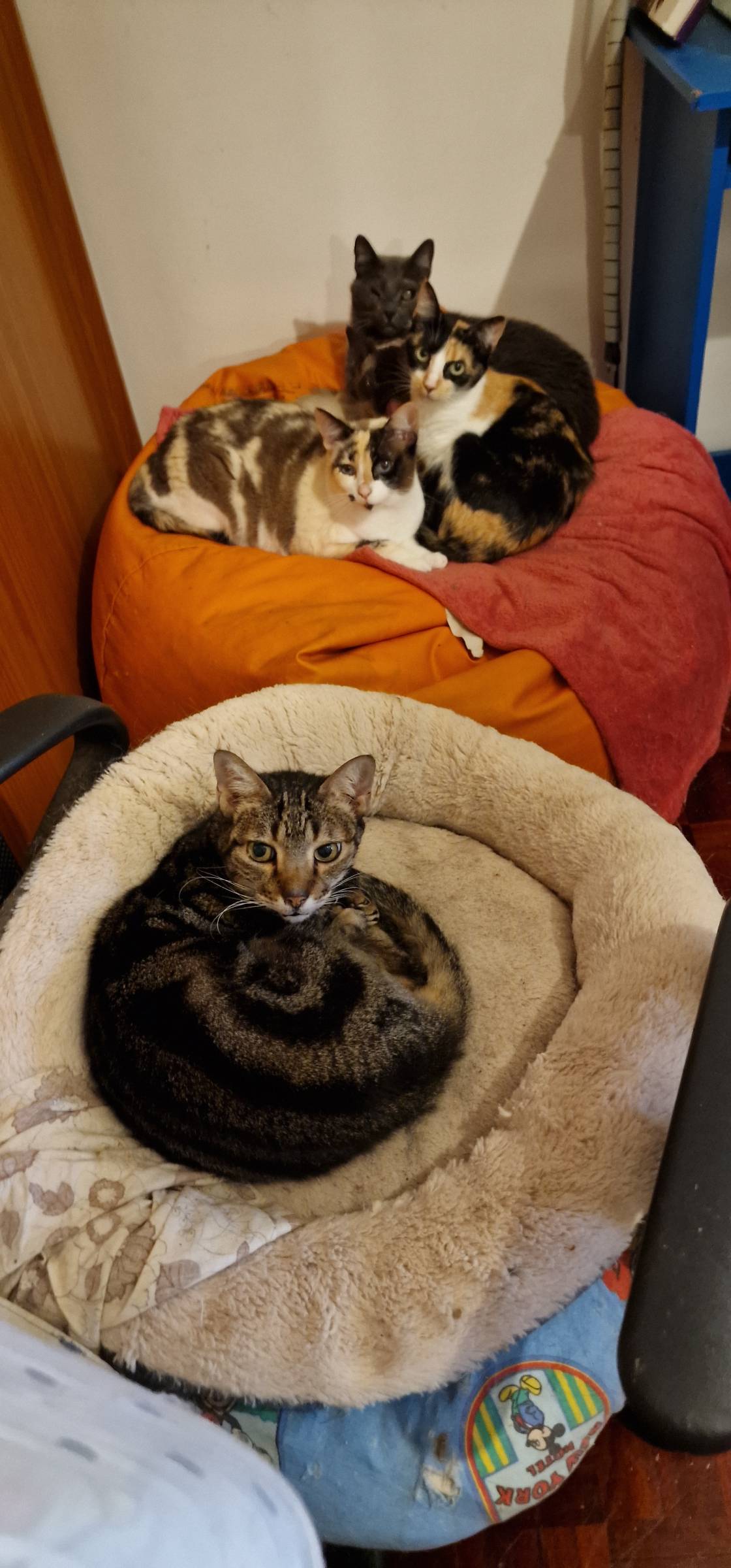 SBC PET - Seixal - Cuidar tus mascotas