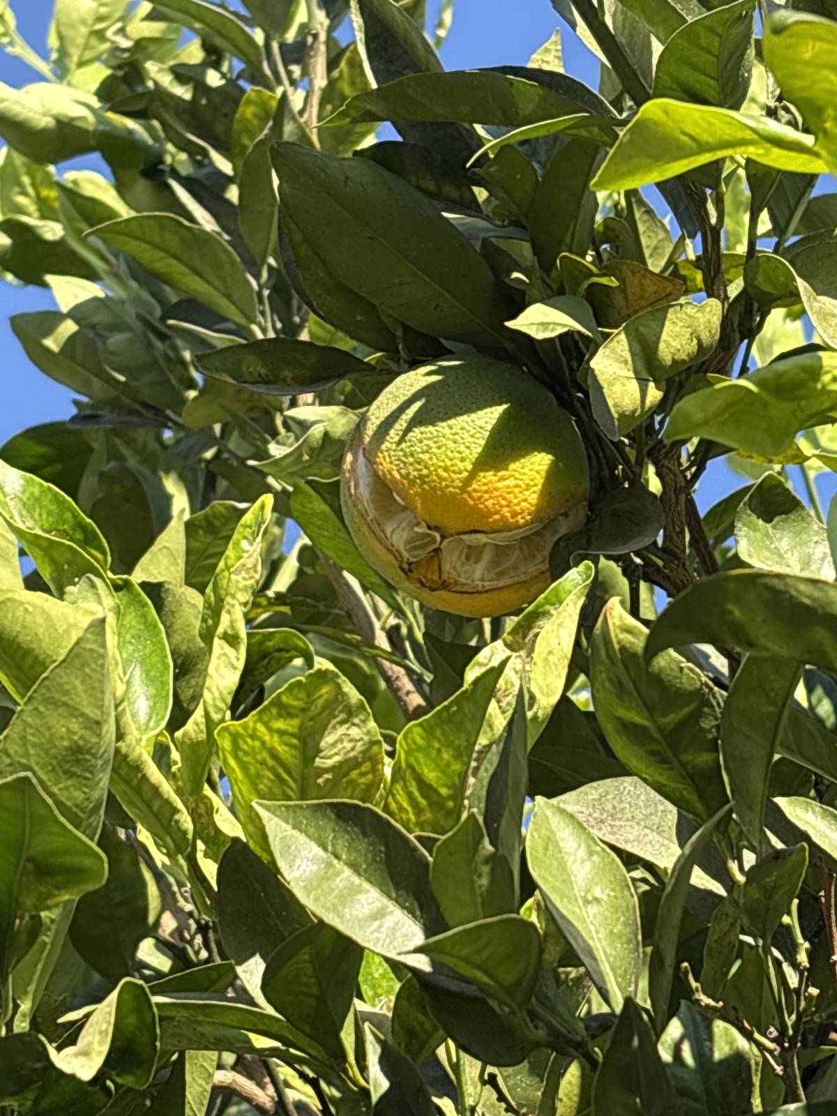 Marcelo Apassi - Montijo - Gartenarbeiten