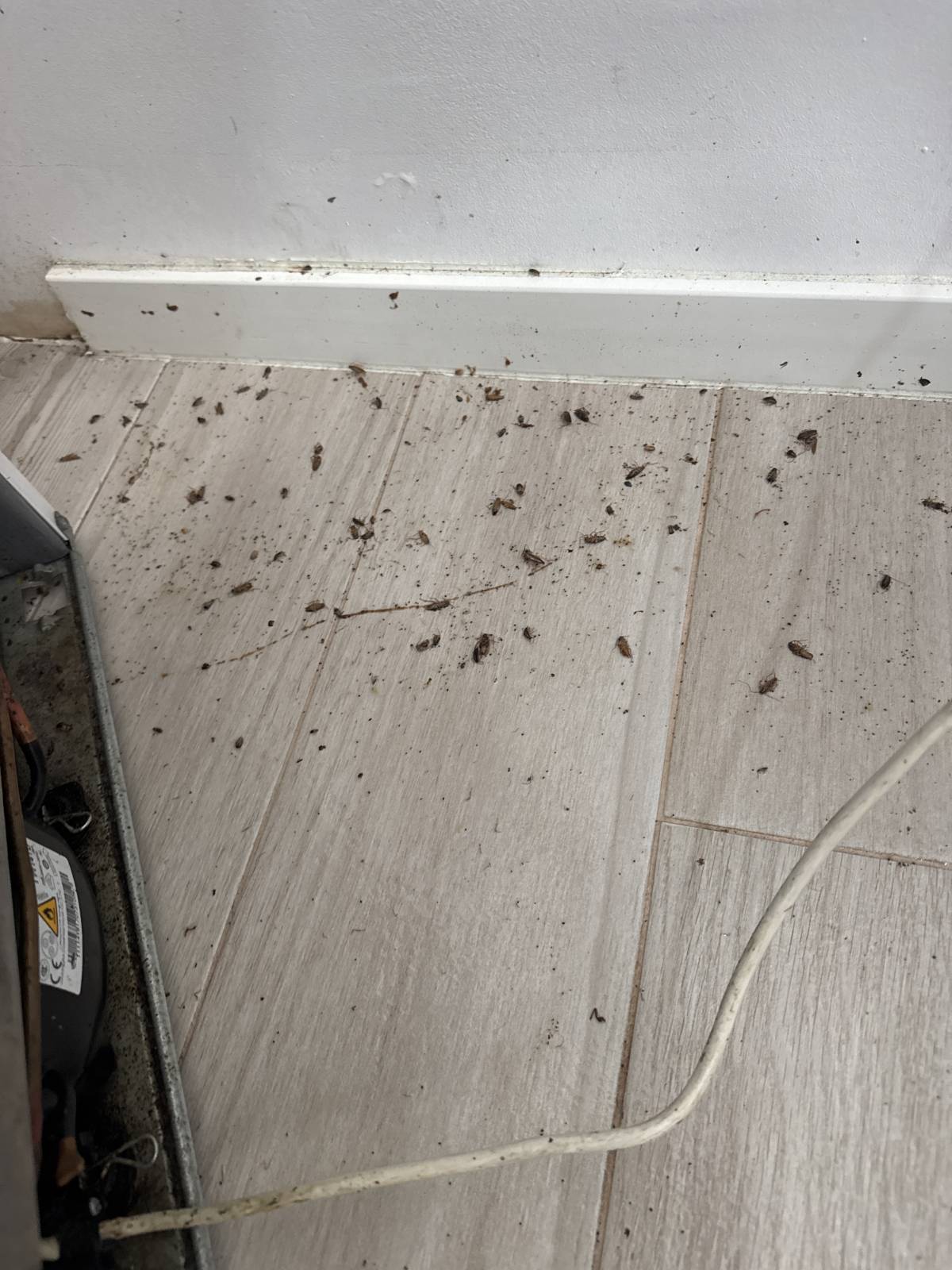 VRCleaning controlo de pragas. - Loures - Extermination de punaises de lit
