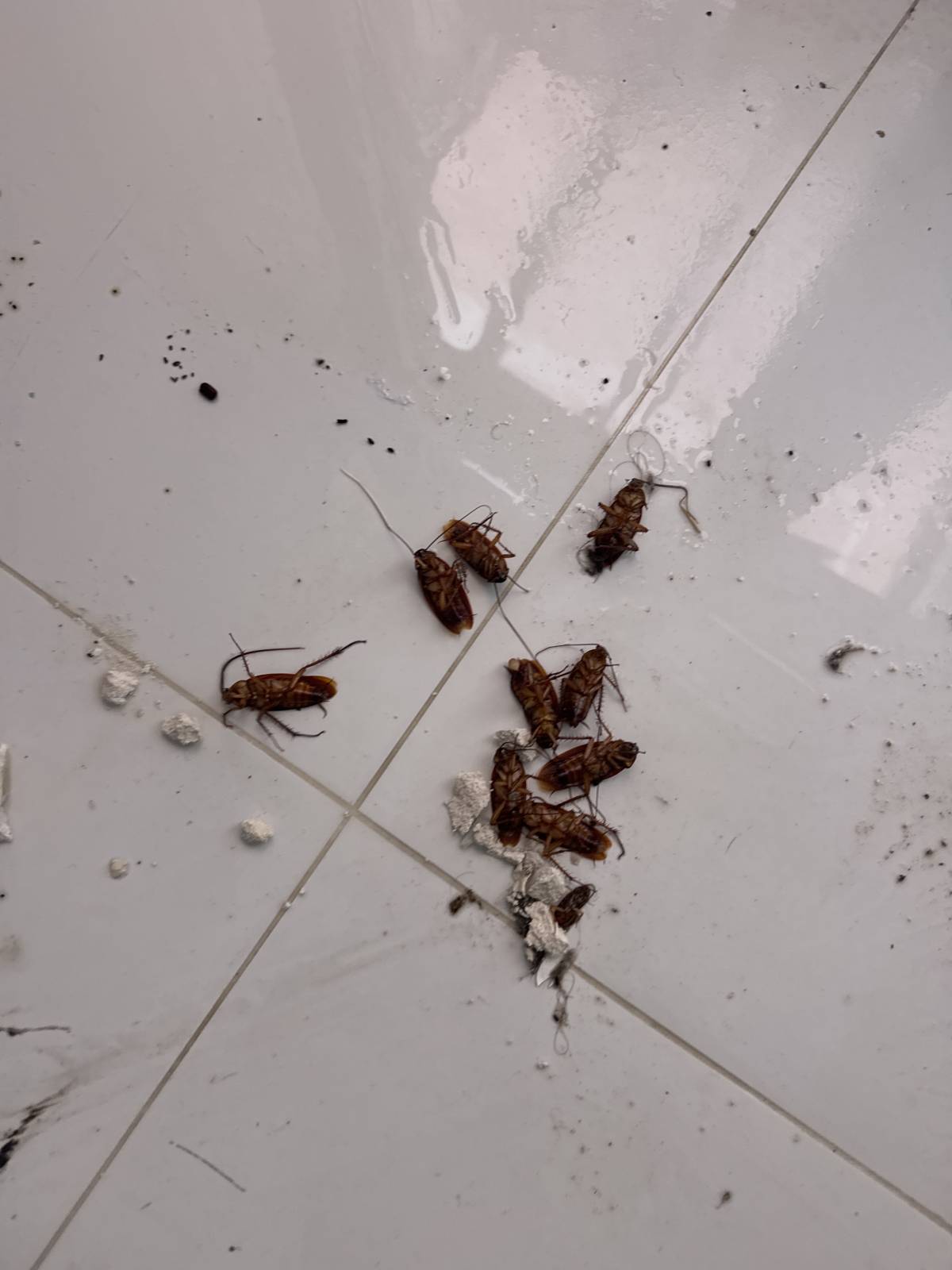 VRCleaning controlo de pragas. - Loures - Lutte antiparasitaire
