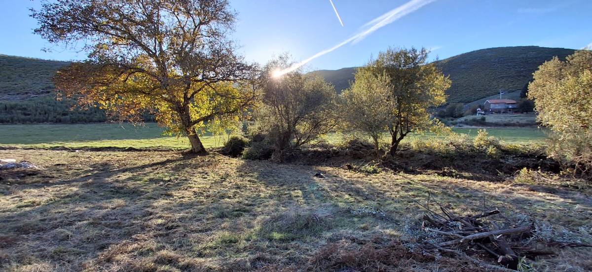 BEIRA GREEN SOLUCTIONS - Nelas - Baumstumpf oder -wurzel wegfräsen und entfernen