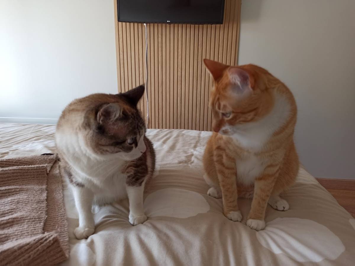Patinhas da Tia - Sintra - Cuidar tus gatos