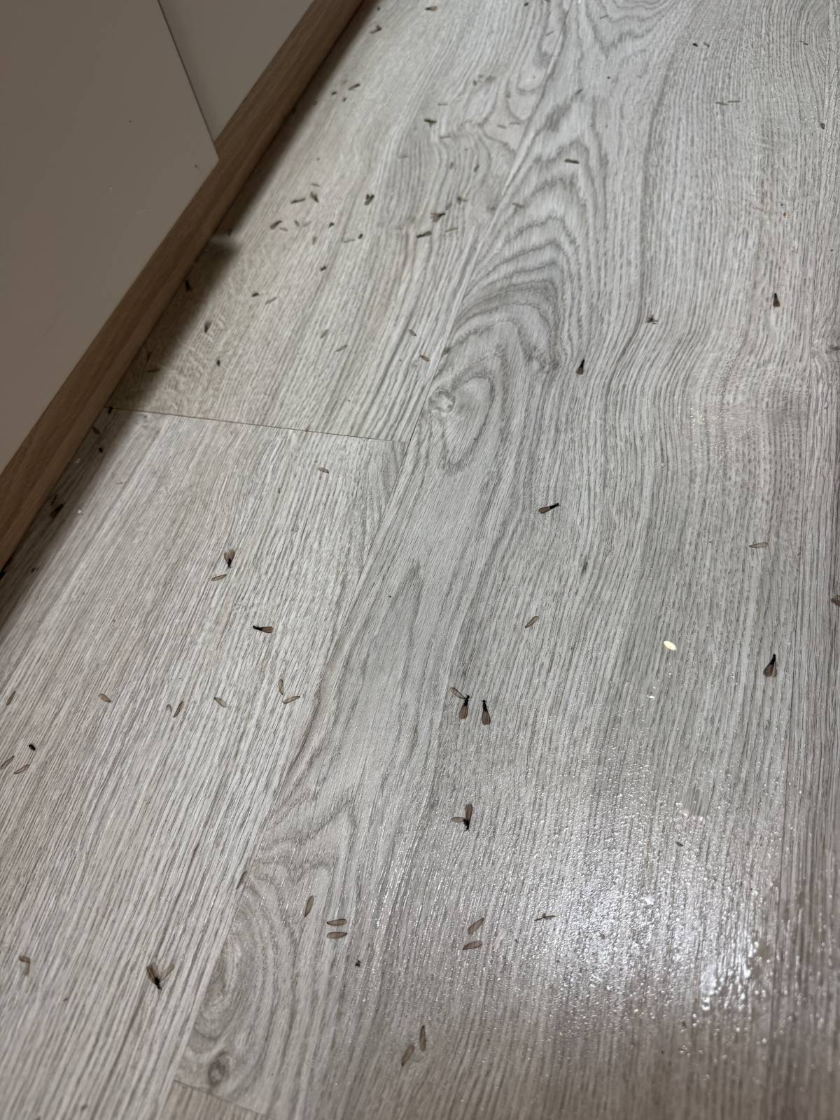 VRCleaning controlo de pragas. - Loures - Lutte antiparasitaire