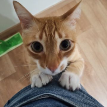 Patinhas da Tia - Sintra - Cuidados y paseos de mascotas