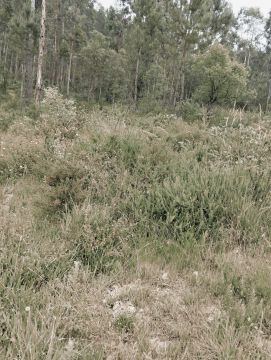 Tiago Monteiro - Ílhavo - Nivelación y clasificación de tierras: a gran escala (más de 4000 m2)
