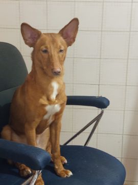 Creche para Cães