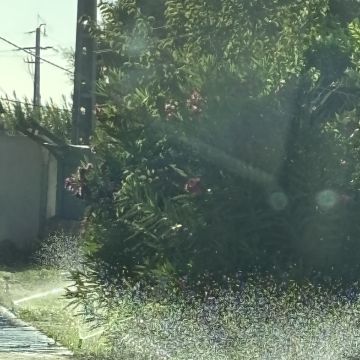 Marcelo Apassi - Montijo - Gartenarbeit