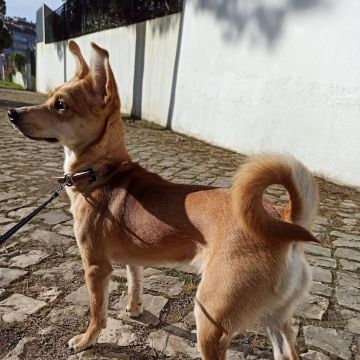 Patinhas da Tia - Sintra - Cuidar tus perros